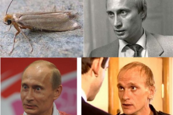 При входе на кракен пишет вы забанены