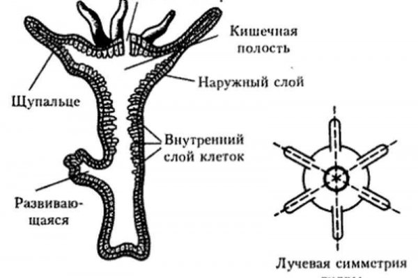 Гидра альтернатива